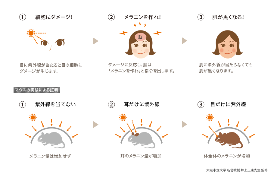 日焼けのもう一つの真実とは フォーナインズのサングラス新型と紫外線uvから目を守る理由の話 ミルヒト